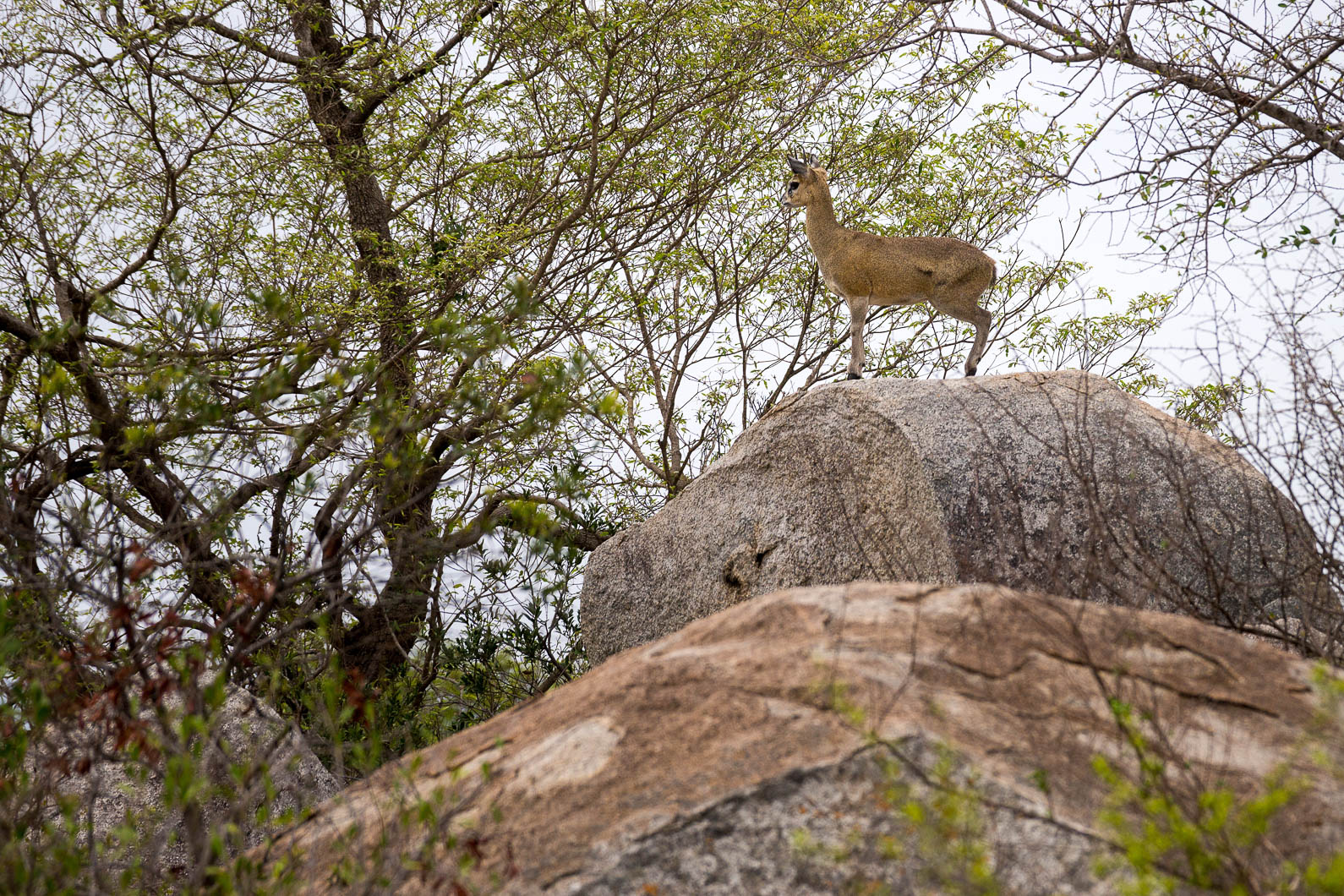 20161113 150535 Klippspringer